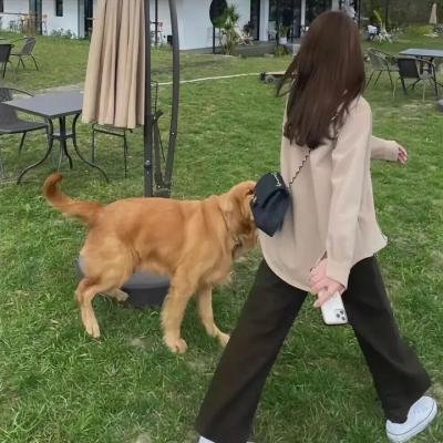 疯狂的狮子